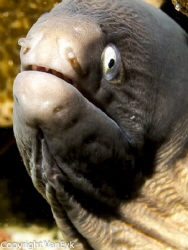 Relatively "tame" moray eel - by Bill Van Eyk 